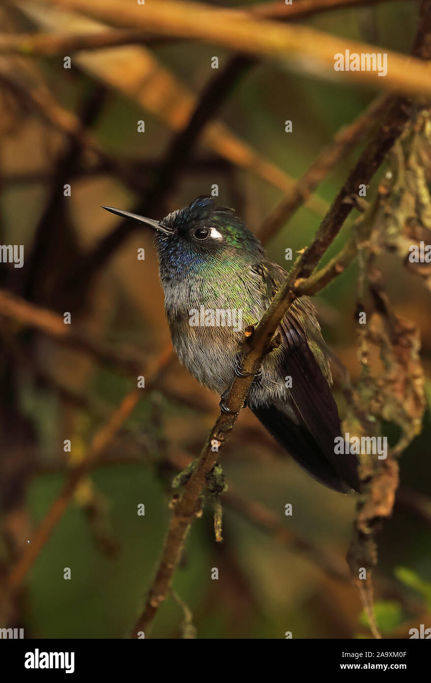 Colibri à tête violette (Klais guimeti guimeti) mâle adulte, perché sur twig Copalinga Lodge, Zamora, Équateur Février Banque D'Images