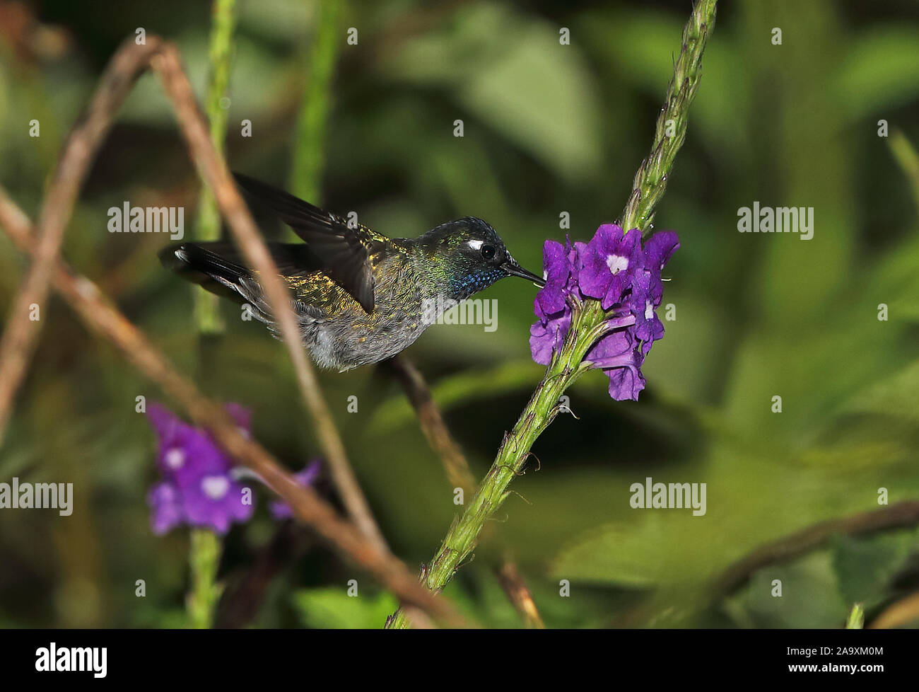 Colibri à tête violette (Klais guimeti guimeti) mâle adulte, s'alimentant à fleur dans Copalinga vol Lodge, Zamora, Équateur Février Banque D'Images