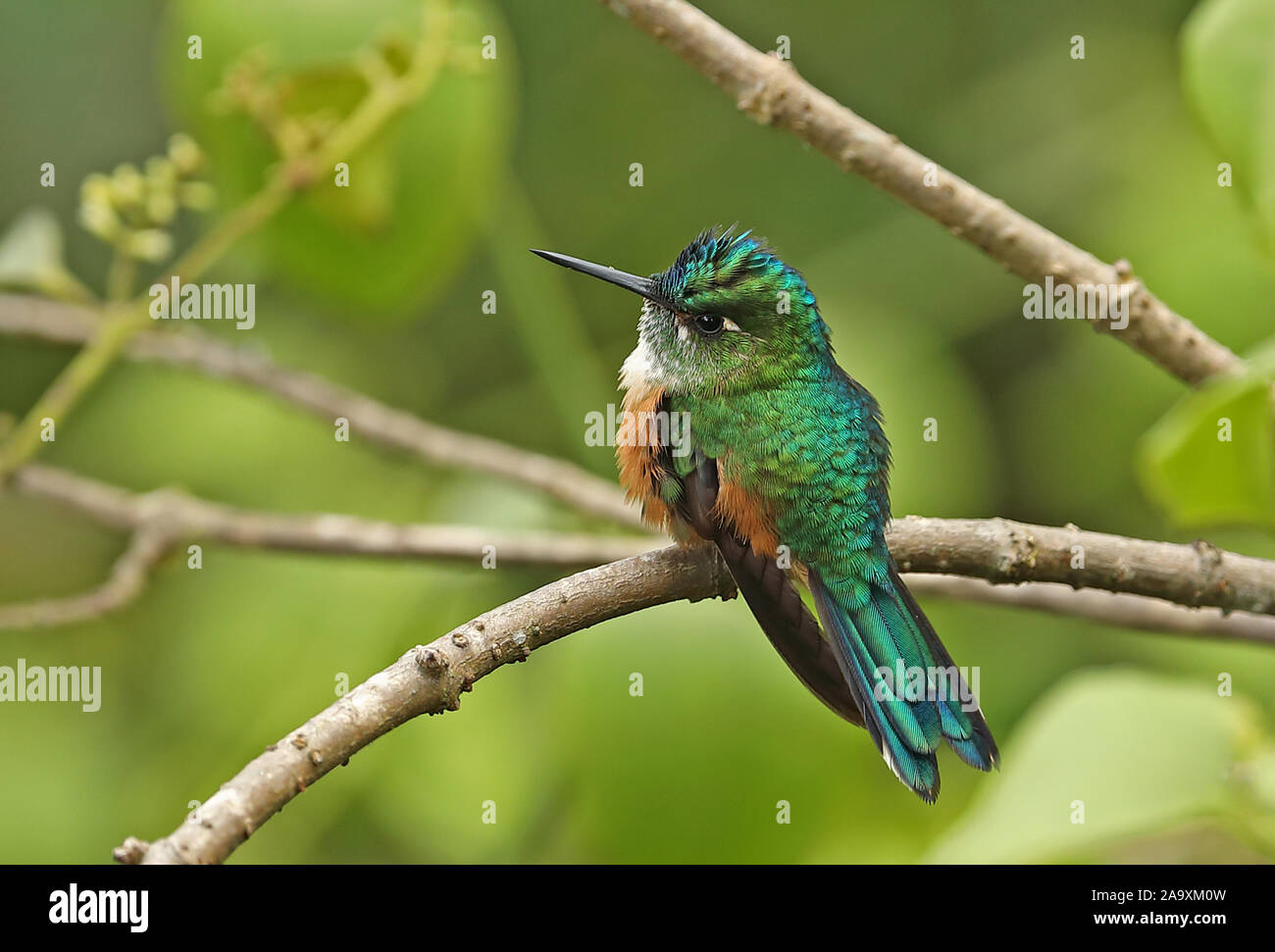 Violet-tailed Sylph (Aglaiocercus kingii) femelle adulte perché sur la route Nono-Mindo brindille, l'Équateur Février Banque D'Images