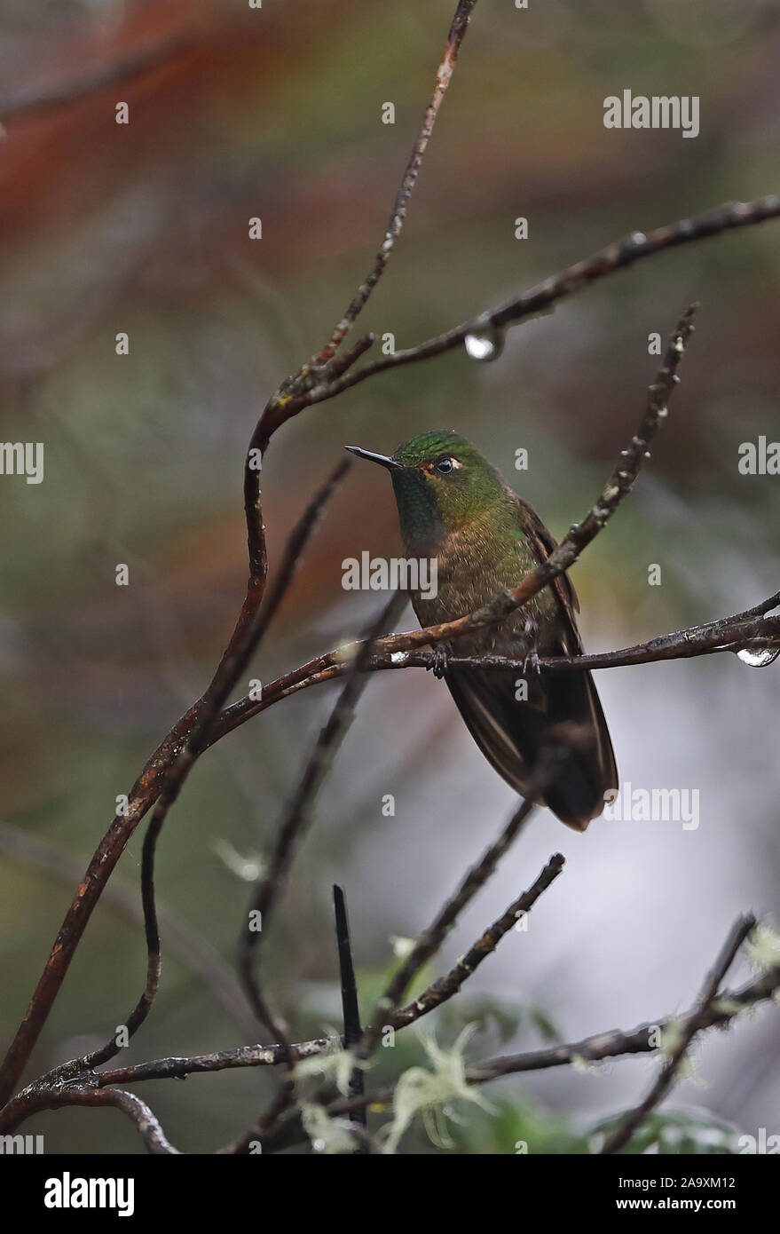 Mettaltail Viridian (Metallura williami) mâle adulte, perché sur les brindilles humides Février Equateur Banque D'Images