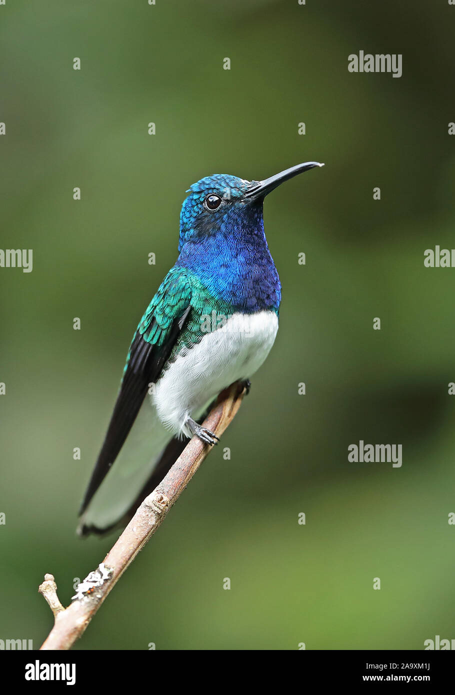 White-necked Jacobin (Florisuga mellivora mellivora) mâle adulte, perché sur l'Équateur, la réserve de Yanacocha brindille Février Banque D'Images
