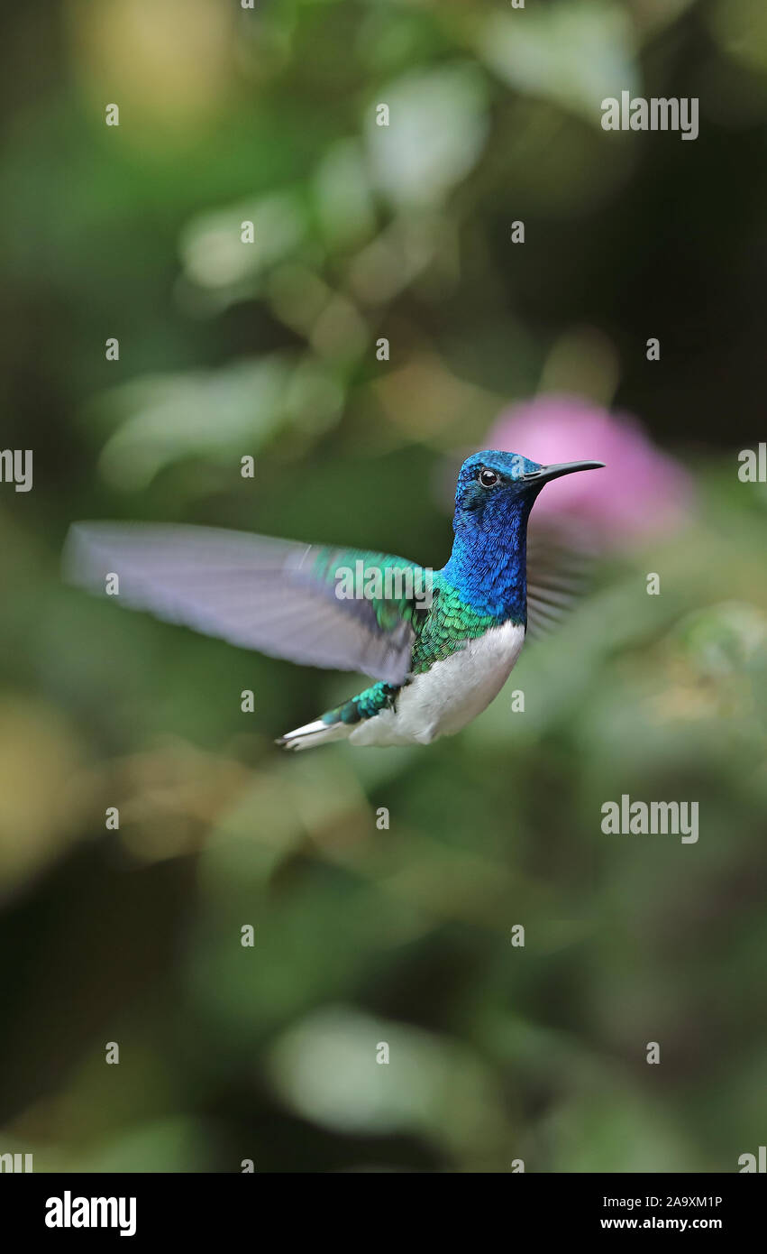 White-necked Jacobin (Florisuga mellivora mellivora) mâle adulte en vol Réserve Yanacocha, Équateur Février Banque D'Images