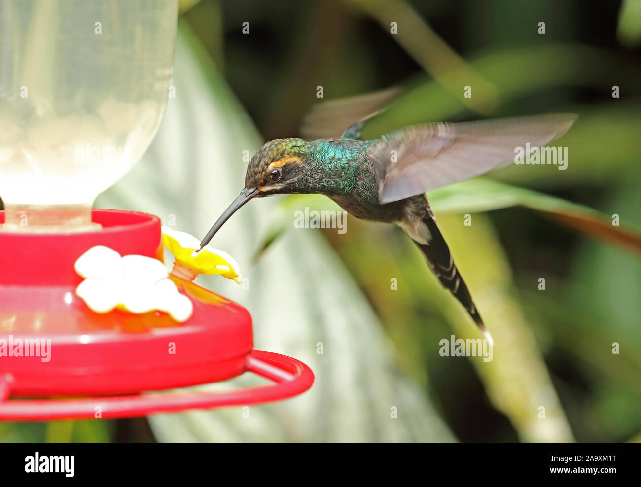 White-vibrisses Ermite (Phaethornis yaruqui) mâle adulte de feeder potable Réserve Yanacocha, Équateur Février Banque D'Images