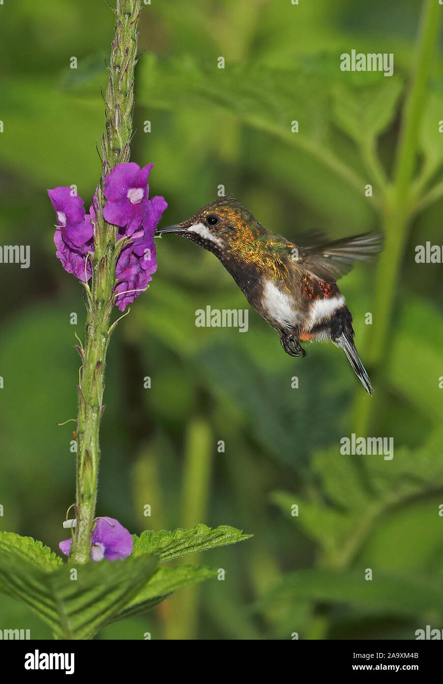 Wire-crested Thorntail (Discosura popelairii) femelle adulte planant à Copalinga fleur Lodge, Équateur Février Banque D'Images