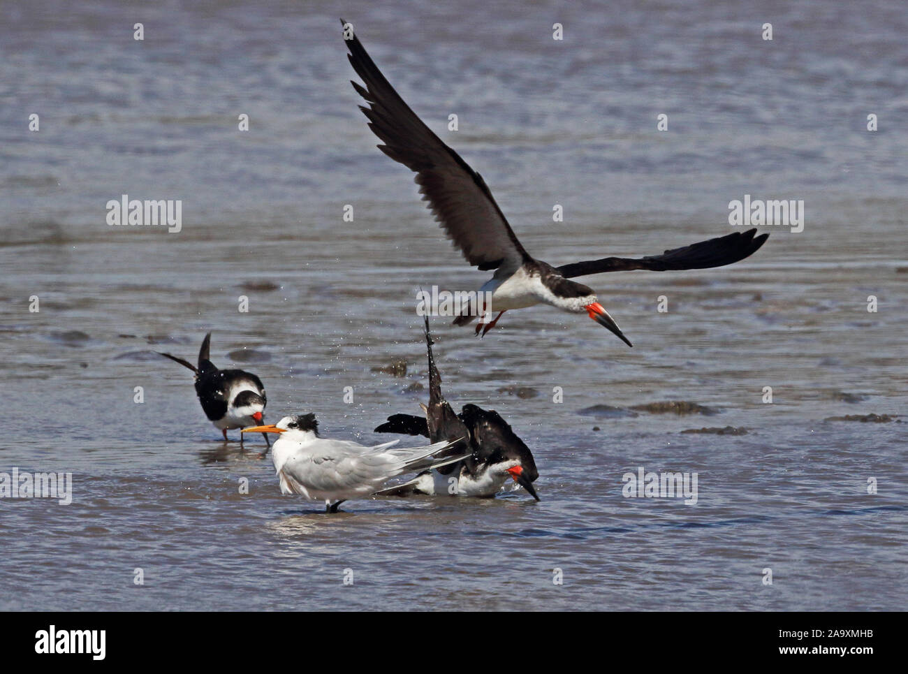 Sterne élégante (Thalasseus elegans) et noir (Skimmer Rynchops niger cinerascens) dans la lagune le Chili central Janvier Banque D'Images