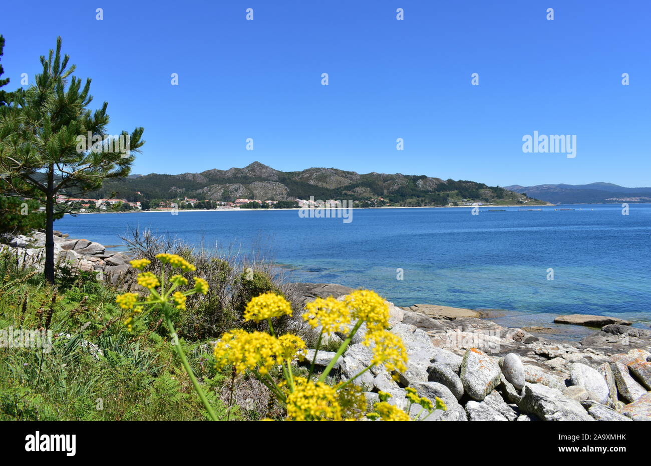 Baie avec plage, l'eau claire, de mountain, de pins et de fleurs jaunes. L'Eco, La Corogne, Province de La Corogne, Galice, Espagne. Banque D'Images