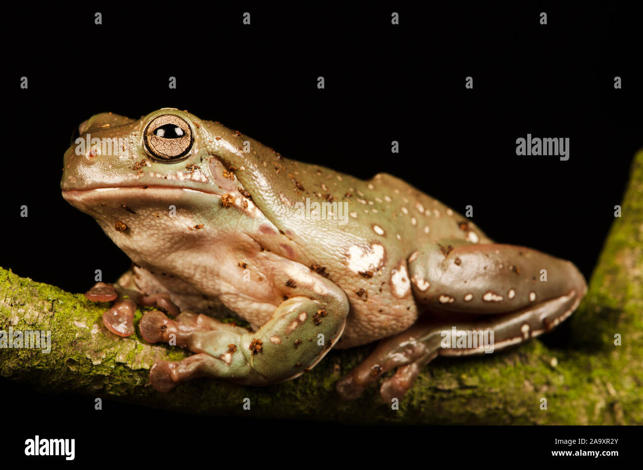 White's tree frog (Litoria caerulea) Banque D'Images
