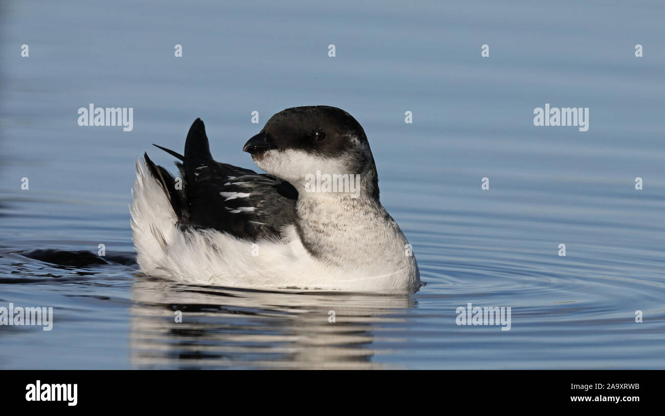 Little Auk, Dovekie, Alle Alle, natation, gros plan Banque D'Images