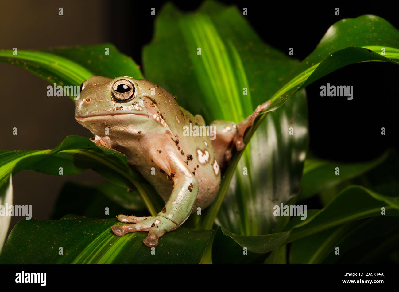 White's tree frog (Litoria caerulea) Banque D'Images