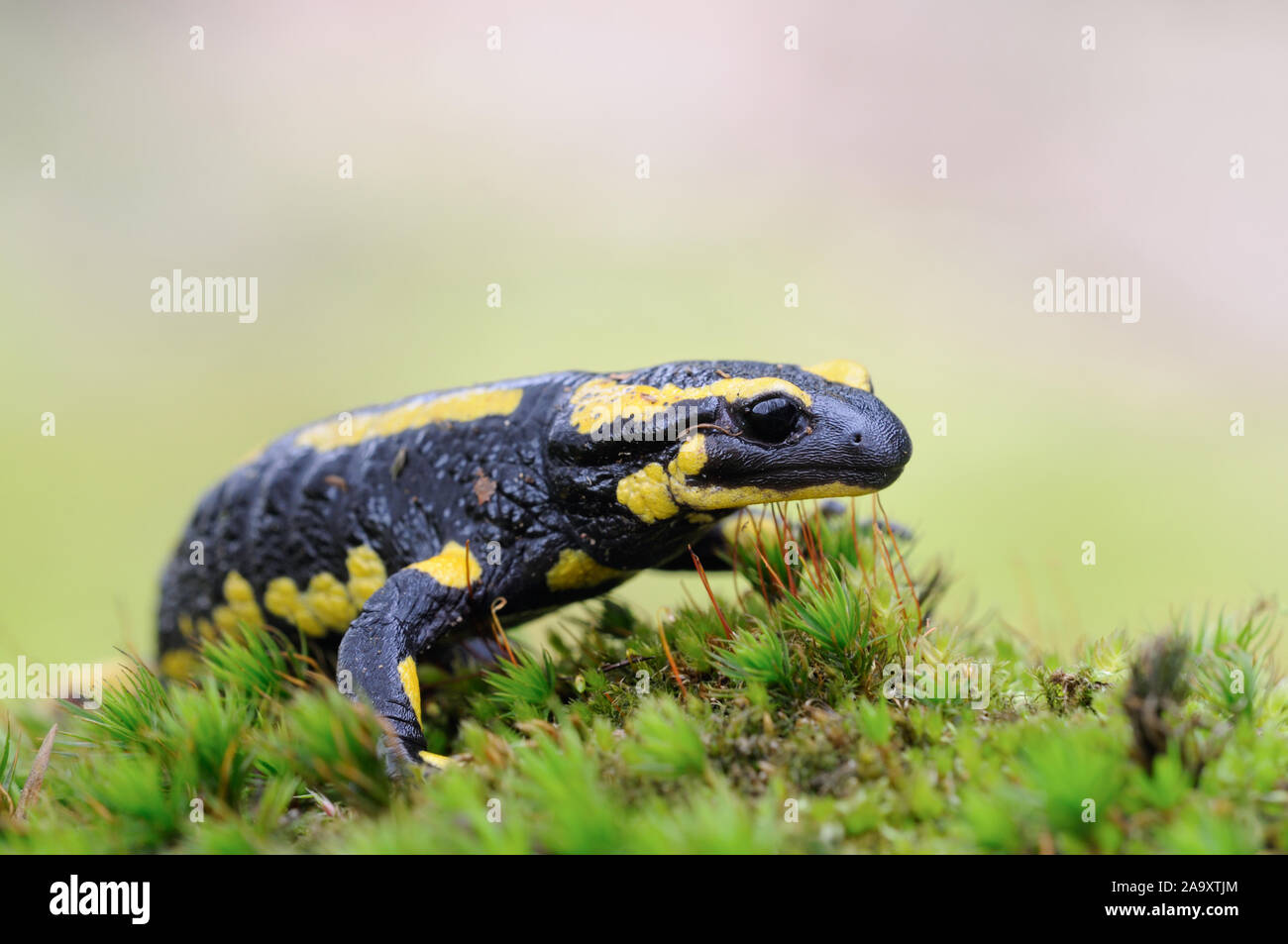 Salamandre terrestre Salamandra salamandra Feuersalamander ( / ), assis sur la marche sur un tronc d'arbre moussu, Close up, de la faune, de l'Europe. Banque D'Images