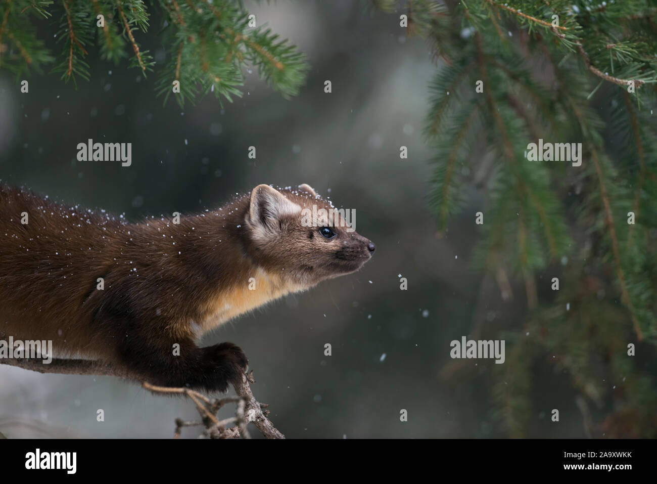 La martre d'Amérique / Baummarder / Fichtenmarder ( Martes americana ) à la lumière de neige, assis dans un conifère arbre, close-up, Yellowstone NP, USA. Banque D'Images