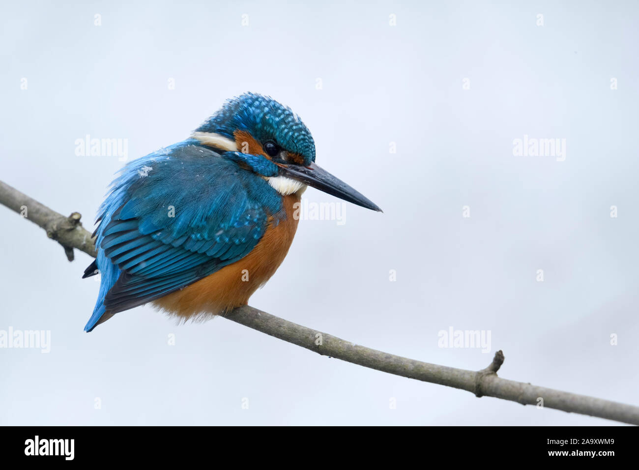 Kingfisher Alcedo atthis eurasien ( ), homme en hiver avec des flocons de neige sur ses plumes, perché sur une branche, chasse, regarder pour la proie, la faune. Banque D'Images