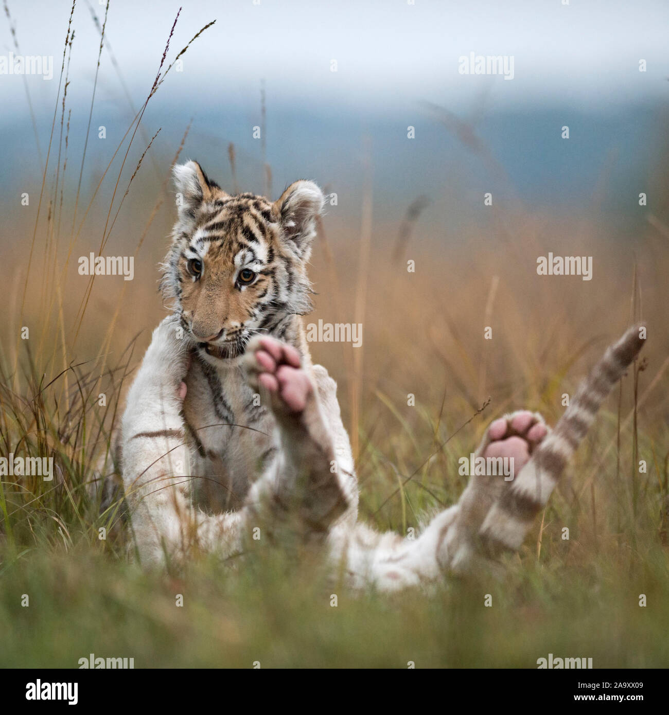 Tigres du Bengale royal ( Panthera tigris ), les jeunes frères et sœurs, de jeu, de lutte, d'romging dans l'herbe haute, typique naturel environnant, a l'air drôle. Banque D'Images