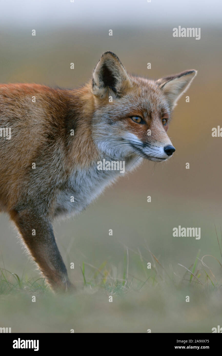 Red Fox / Rotfuchs ( Vulpes vulpes ) regardant curieux, lumière douce, Close up, moitié du corps, de la faune, de l'Europe. Banque D'Images