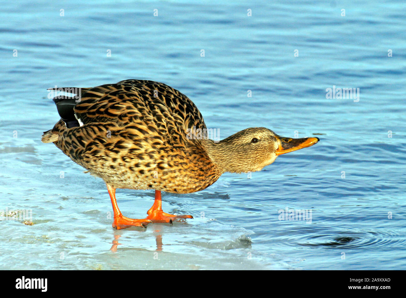 / Stockente Mallard Anas platyrhynchos / / femme / Weibchen Banque D'Images