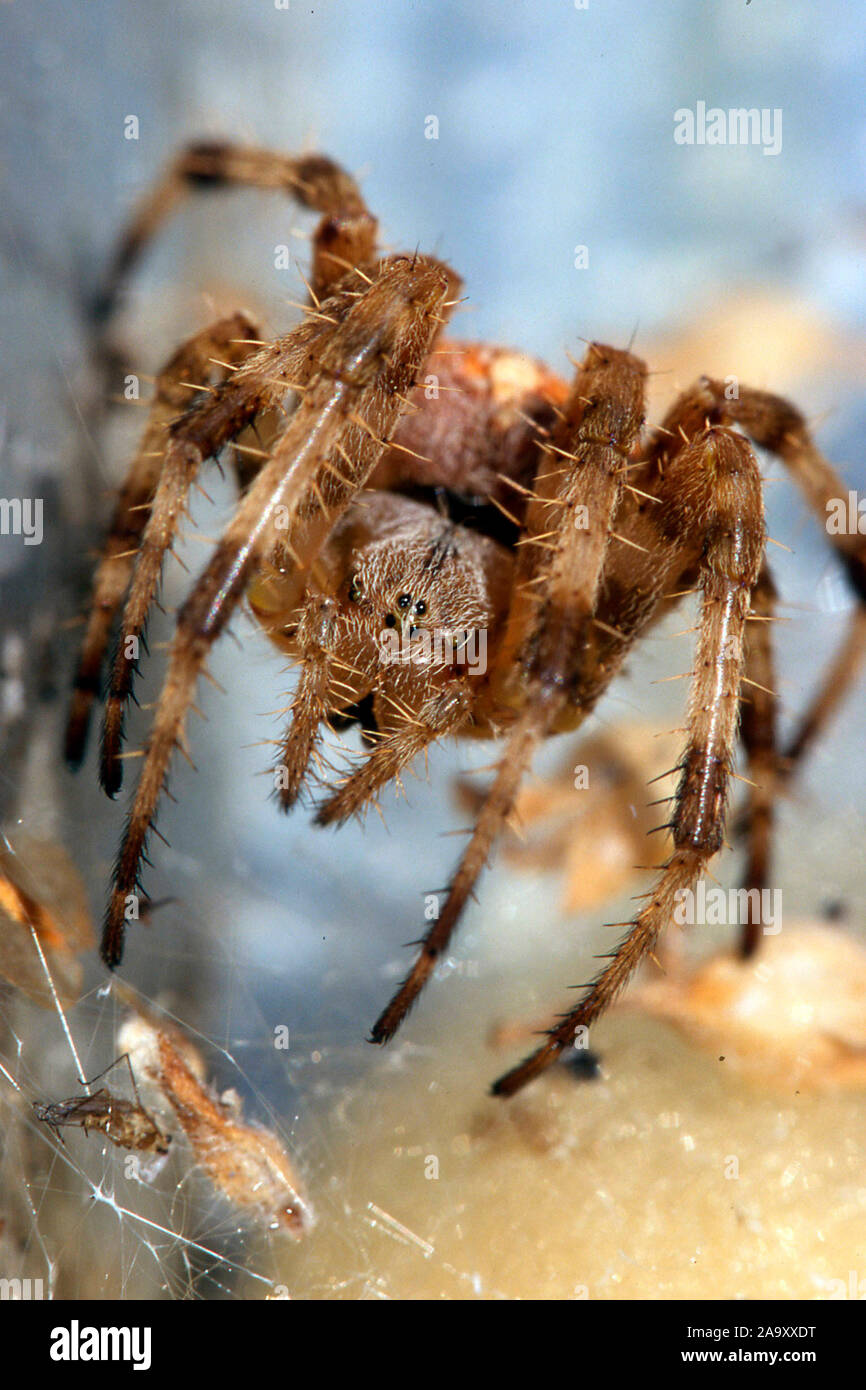 Kreuzspinne Gartenkreuzspinne Insekten,,, Gemeine Kreuzspinne, Araneus diadematus, Spider, Jardin, insecte, Cross Orbweaver, araignée des jardins, Banque D'Images
