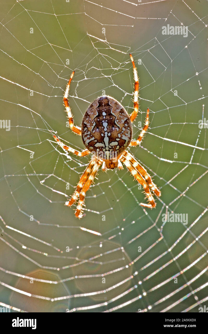 Kreuzspinne Gartenkreuzspinne Insekten,,, Gemeine Kreuzspinne, Araneus diadematus, Spider, Jardin, insecte, Cross Orbweaver, araignée des jardins, Banque D'Images