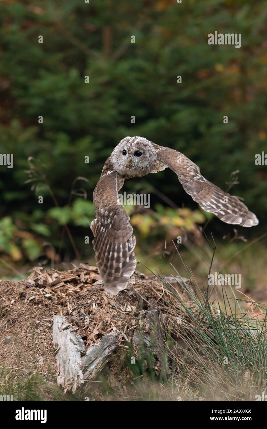 Waldkauz Chouette hulotte Strix Aluco enr / ( ) en vol, vol, la chasse et le bord d'une forêt de pins, l'Europe. Banque D'Images