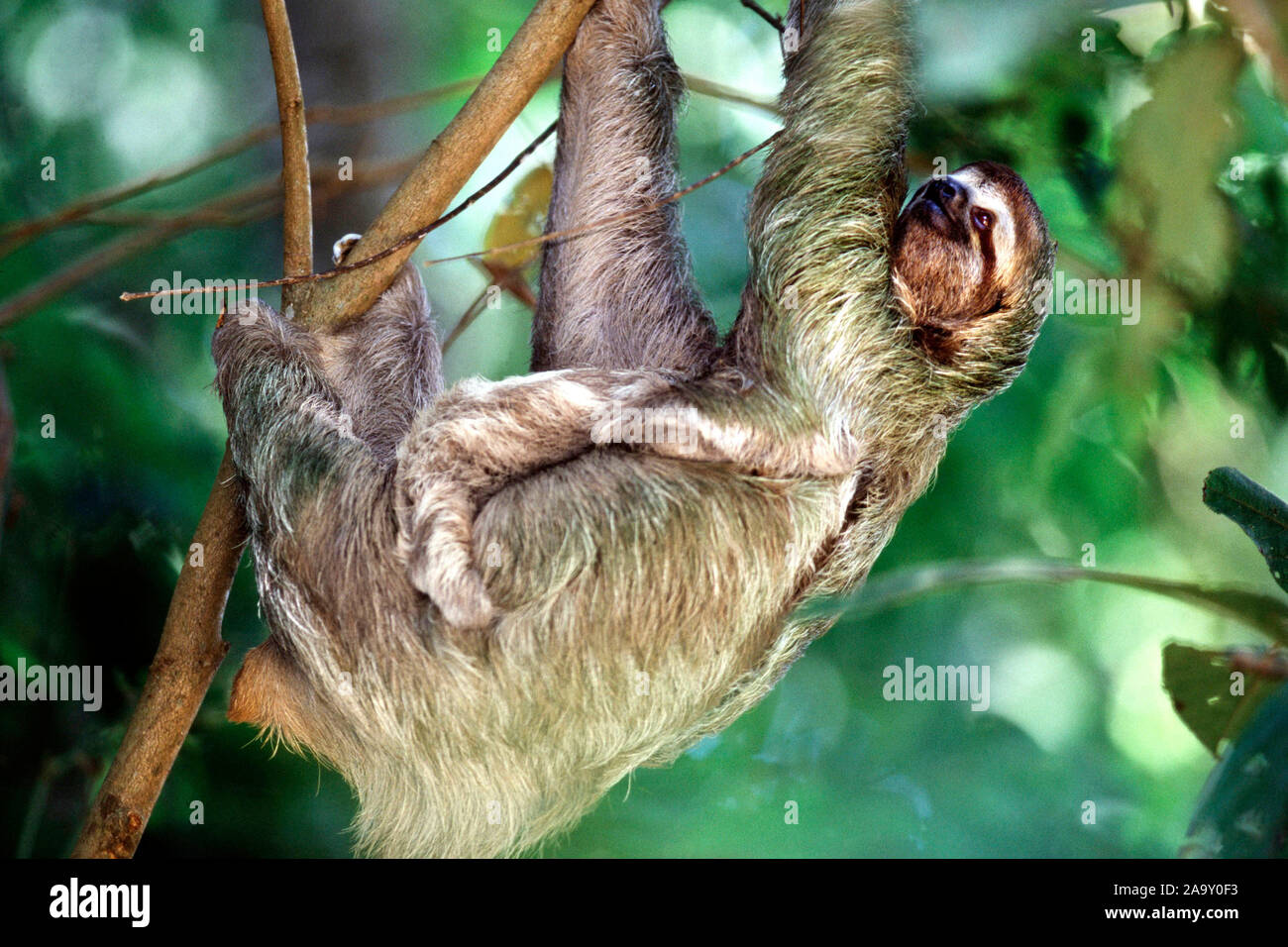 Zweifingerfaultier Bébé hängt mit im Baum ; deux-toed Sloth avec bébé suspendu à l'arbre ; Choloepus hoffmanni ; NP Manuel Antonio, Costa Rica Banque D'Images