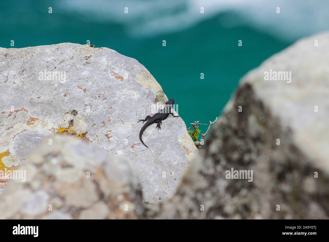 Riff sur la salamandre Banque D'Images