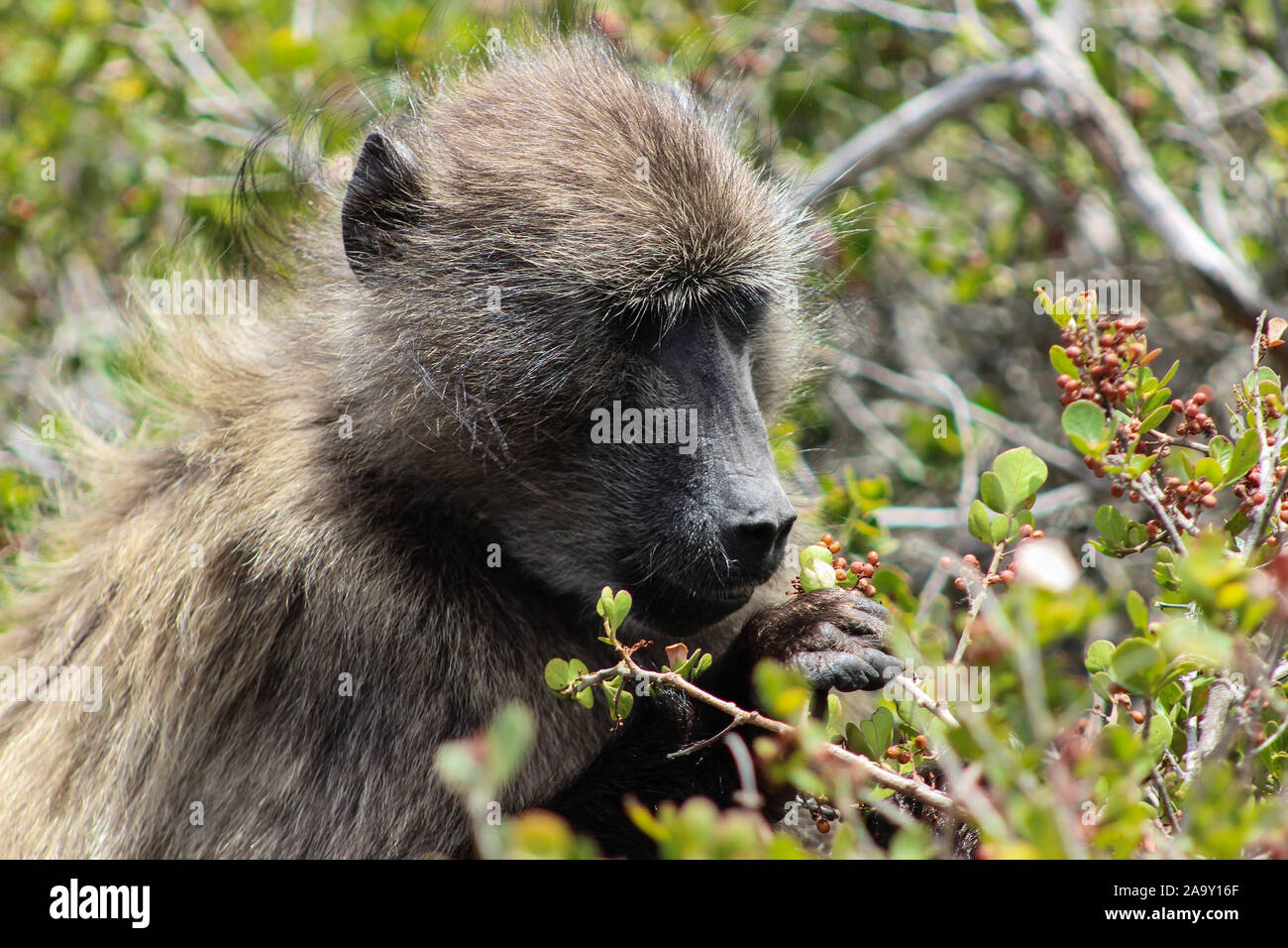 Les baies du babouin picks bush Banque D'Images
