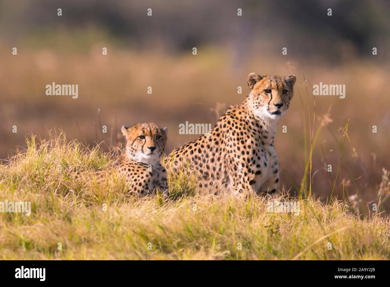 L'Afrique, Botswana, guépard, Acinonyx jubatus, Banque D'Images