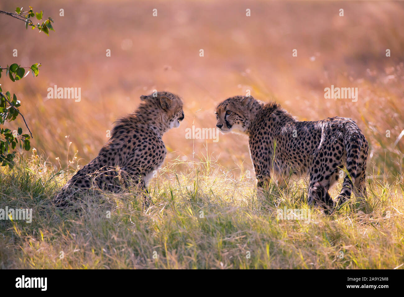 L'Afrique, Botswana, guépard, Acinonyx jubatus, Banque D'Images