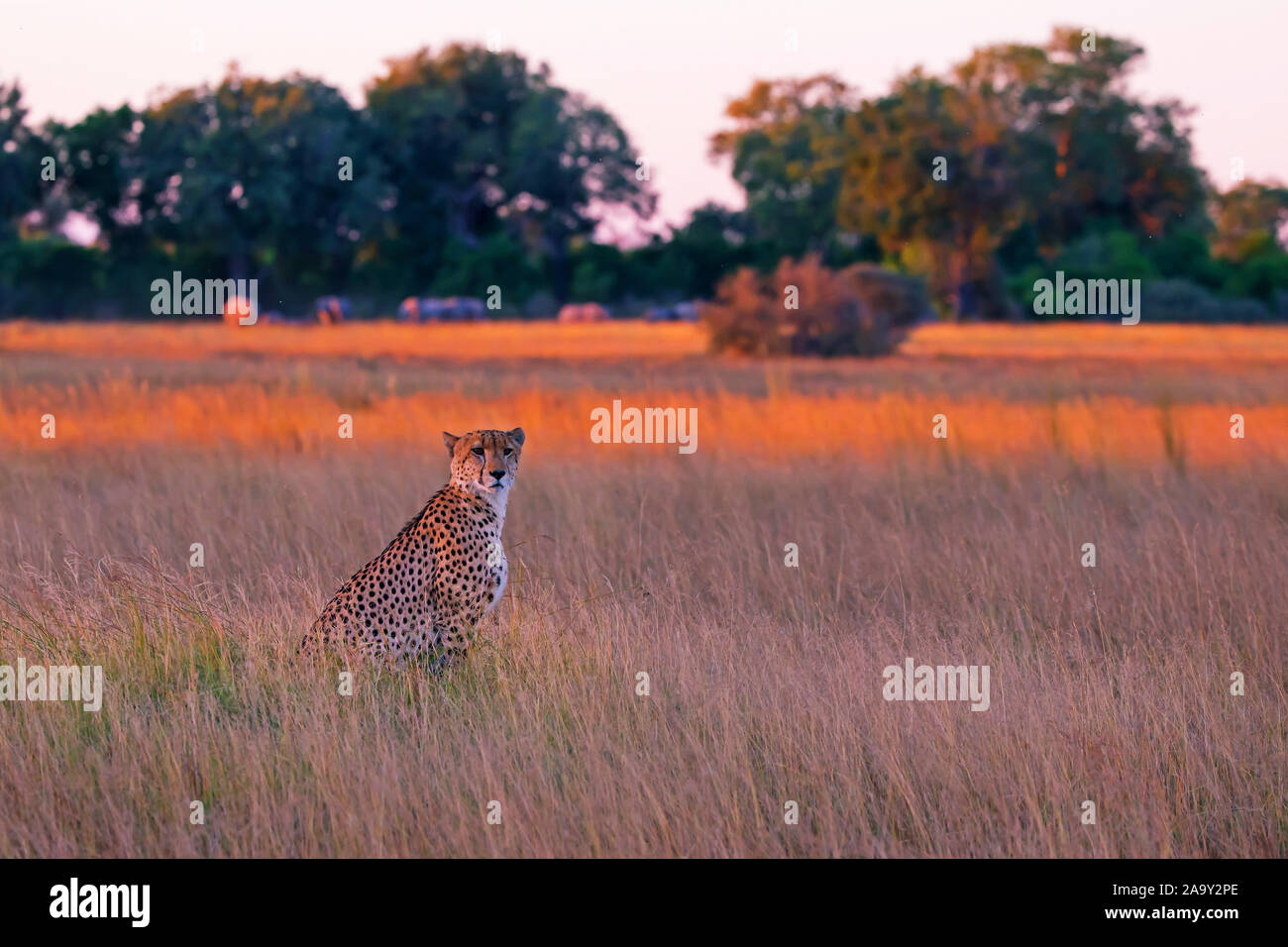 L'Afrique, Botswana, guépard, Acinonyx jubatus, Banque D'Images