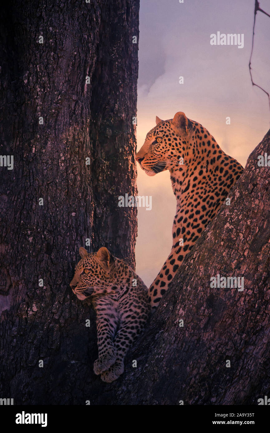 Leopard, Panther, Phantera maennlich, pardus, Botswana, Afrika, Saeugetiere, Banque D'Images