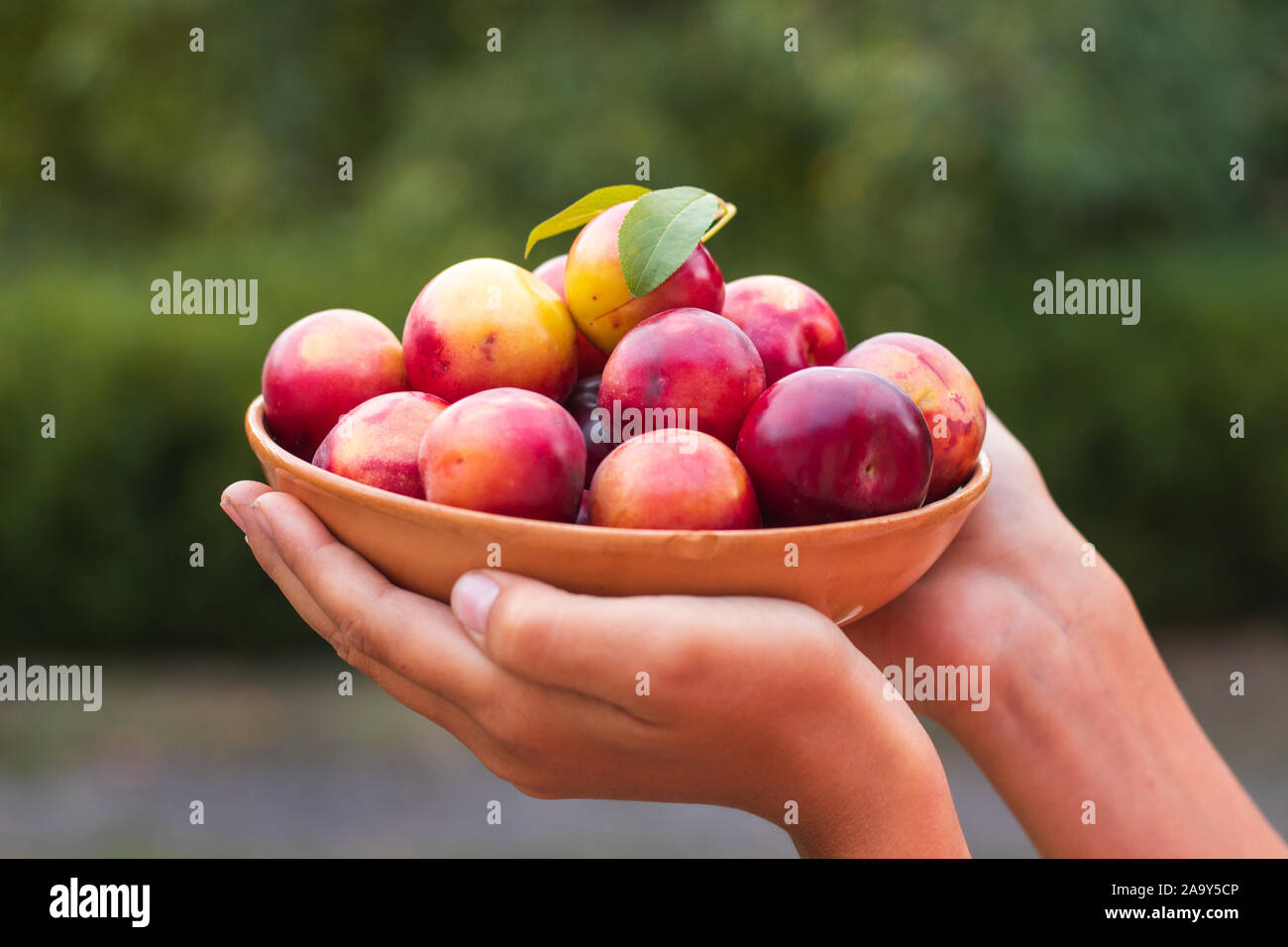 Les abricots mûrs dans une assiette. La plaque avec les prunes dans les mains. Banque D'Images
