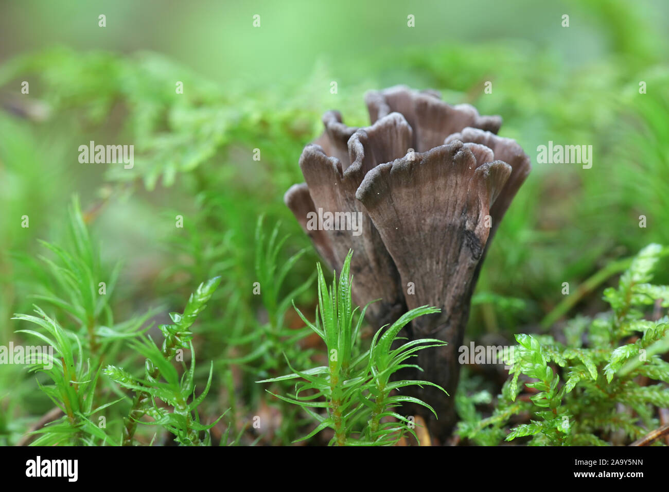 Thelephora palmata, connu comme le earthfan puant ou le corail faux fétide, champignons sauvages de Finlande Banque D'Images