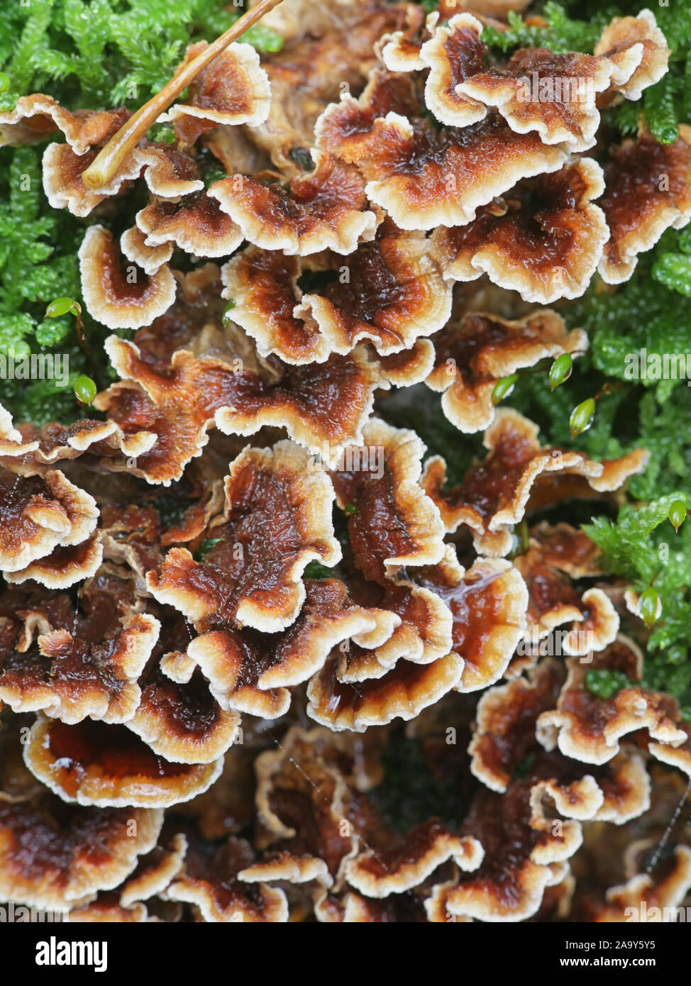 Stereum gausapatum, dite purge croûte Chêne, champignon sauvage de la Finlande Banque D'Images