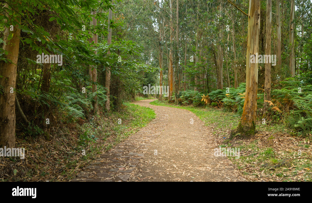 Chemin tranquille sans que les gens parmi les eucalyptus sur la côte asturienne en Espagne. Banque D'Images
