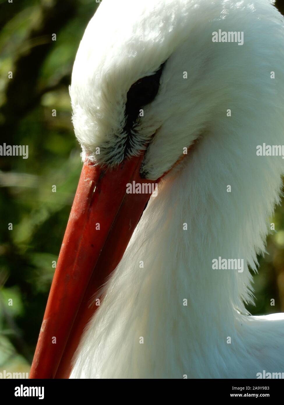 Portrait d'une cigogne blanche Banque D'Images