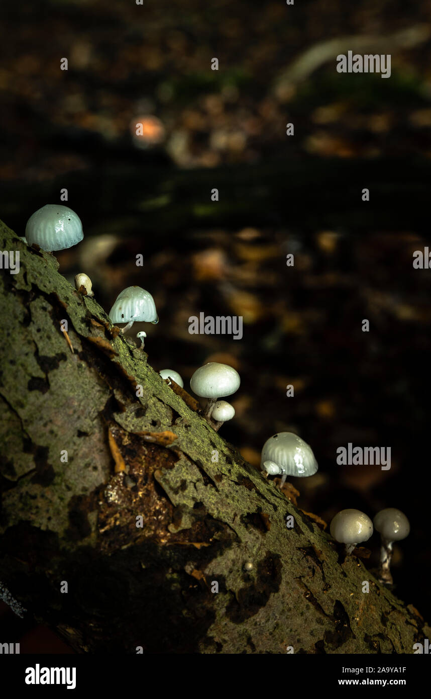 Petits champignons miniatures , l'oudemansiella mucida comme phares sur une branche dans la forêt au cours de l'automne Banque D'Images