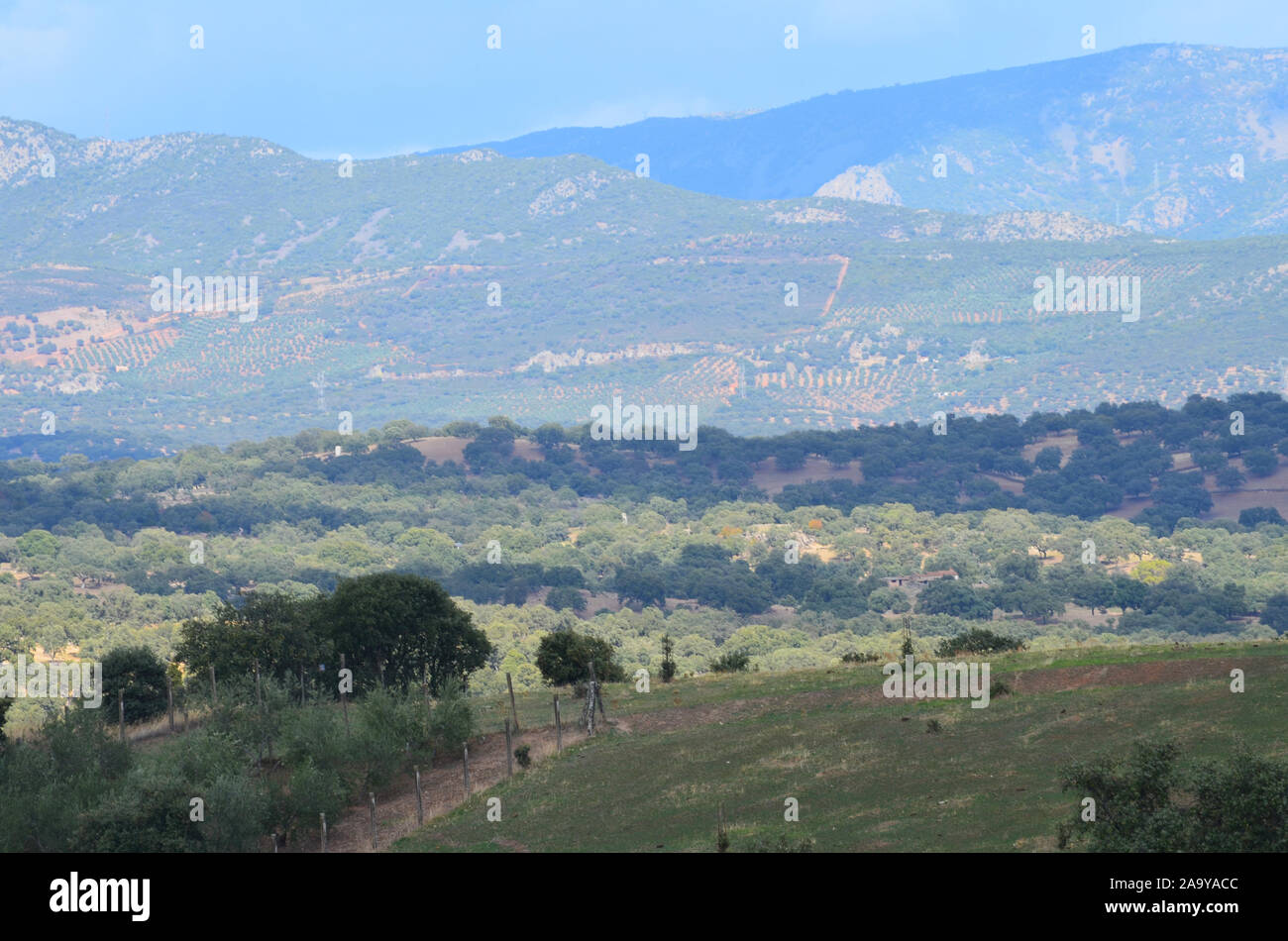 Forêt de chênes ouvert (dehesas) à Azuel, Sierra Morena (Andalousie, Sud de l'Espagne), l'un des derniers bastions du lynx ibérique Banque D'Images