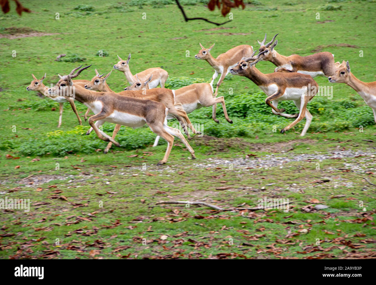 Vue d'un troupeau d'antilopes d'Amérique latine, saut blackbuck cervicapra Banque D'Images
