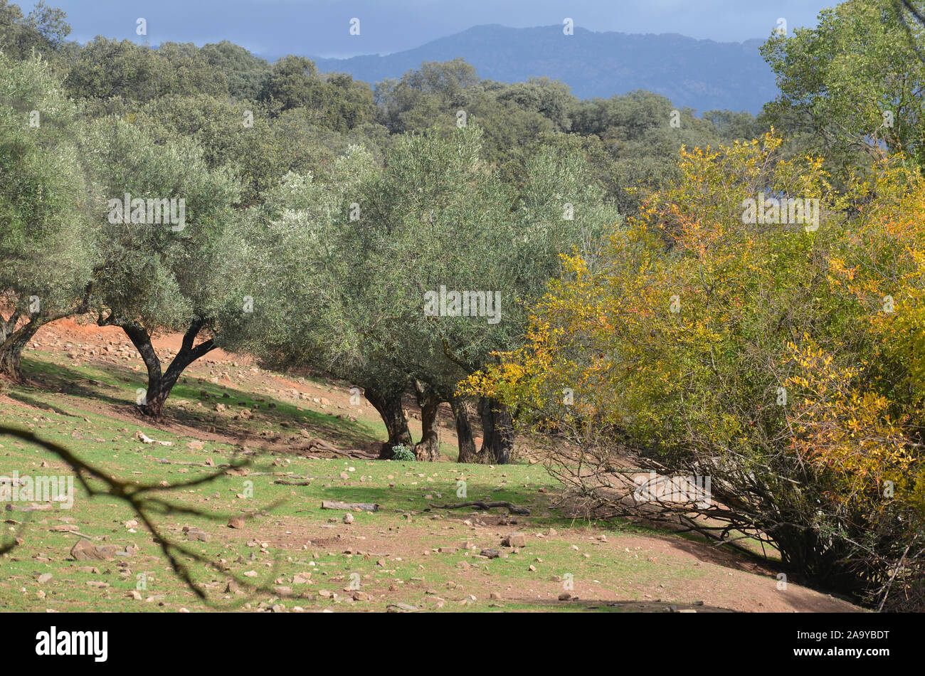 Forêt de chênes ouvert (dehesas) à Azuel, Sierra Morena (Andalousie, Sud de l'Espagne), l'un des derniers bastions du lynx ibérique Banque D'Images