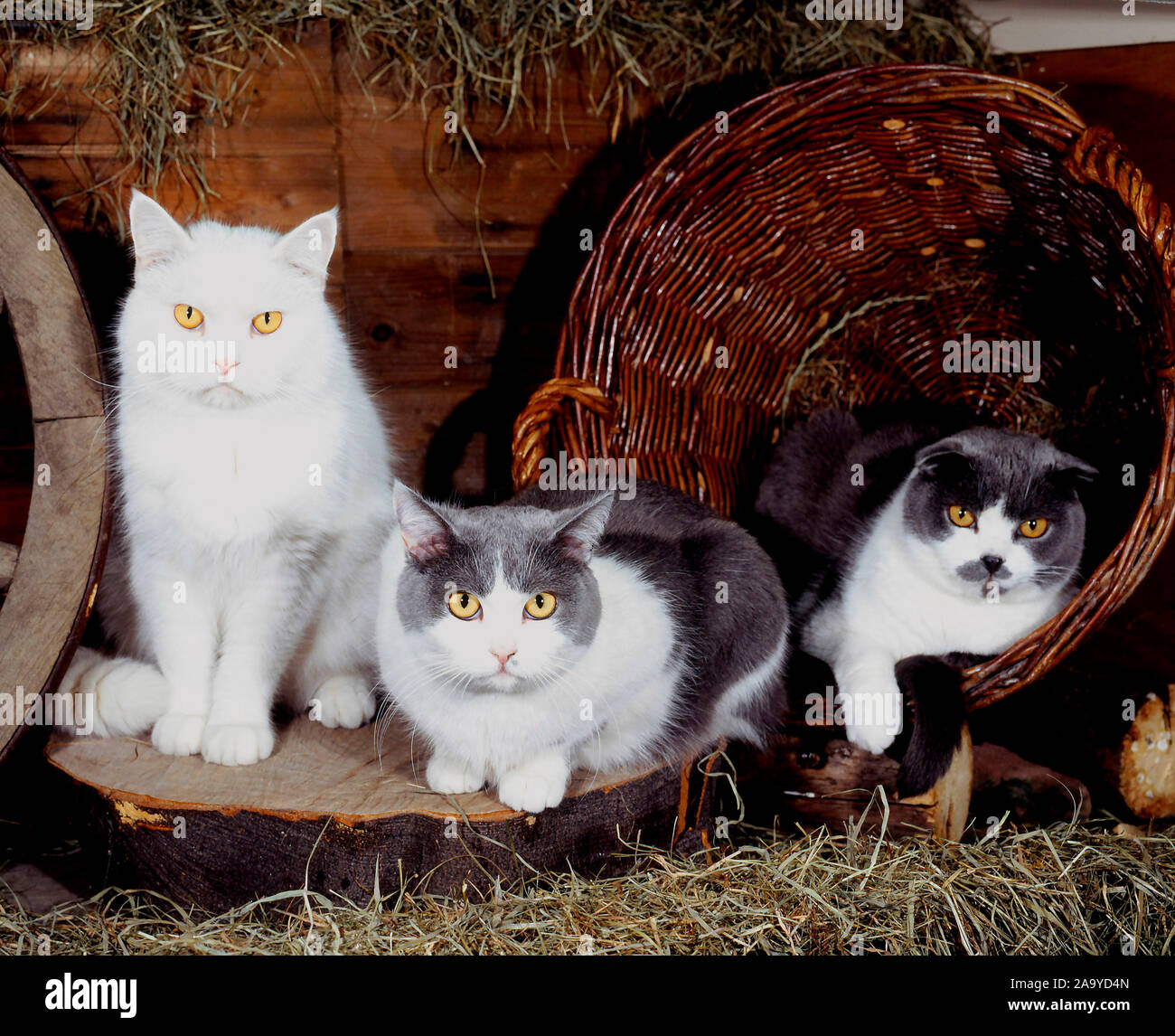 Drei Hauskatzen liegen im Heu Banque D'Images