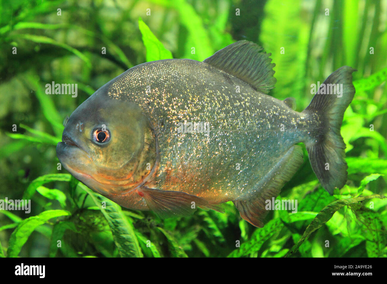 Serrasalmus nattereri Piranha, Roter Banque D'Images