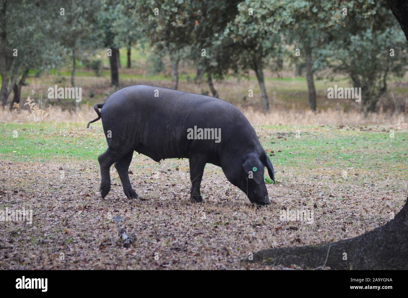 Iberico de porcs se nourrissent dans une dehesa dans Azuel (province de Cordoue, dans le sud de l'Espagne) Banque D'Images