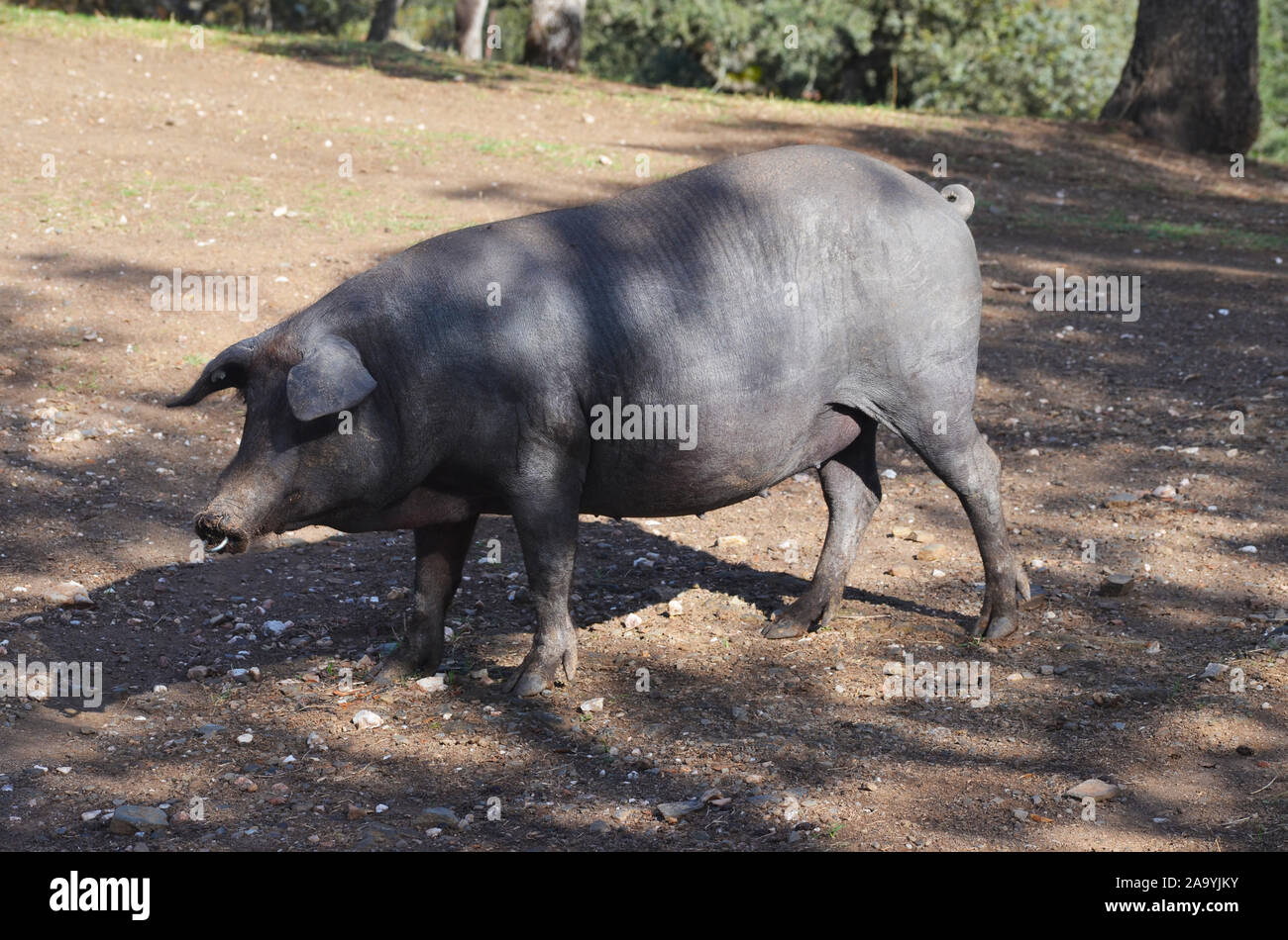 Iberico de porcs se nourrissent dans une dehesa dans Azuel (province de Cordoue, dans le sud de l'Espagne) Banque D'Images