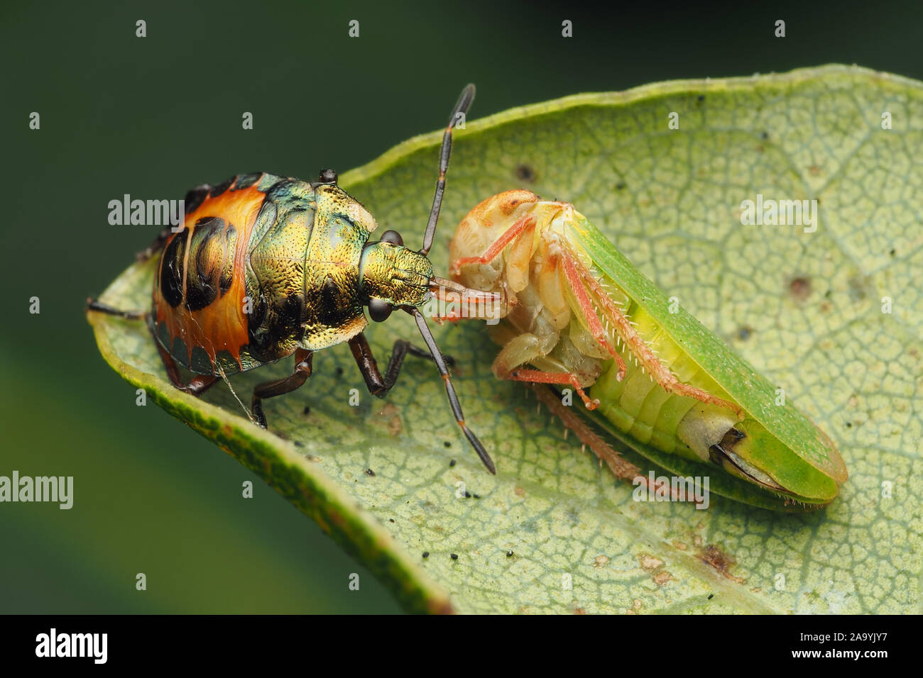 Nymphe Bronze Shieldbug (Troilus luridus) se nourrissant de proies Iassus lanio sur la cicadelle de la feuille de chêne. Tipperary, Irlande Banque D'Images