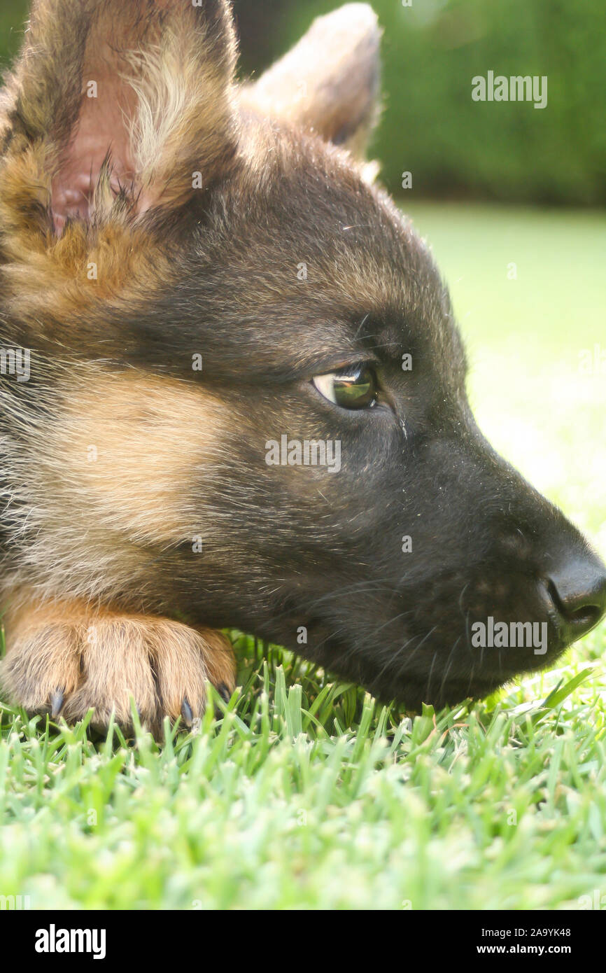 Chiot berger allemand jusqu'à Banque D'Images