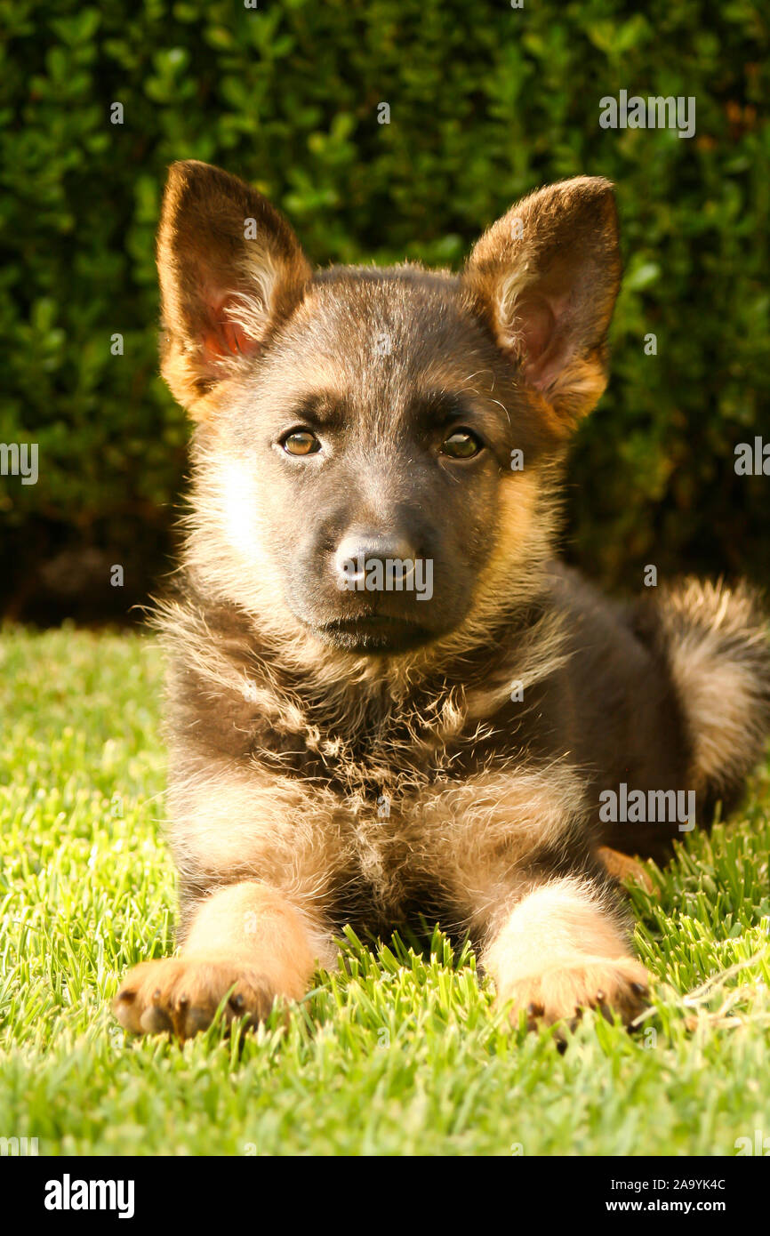 Chiot berger allemand se détendre sur une chaude journée d'été Banque D'Images