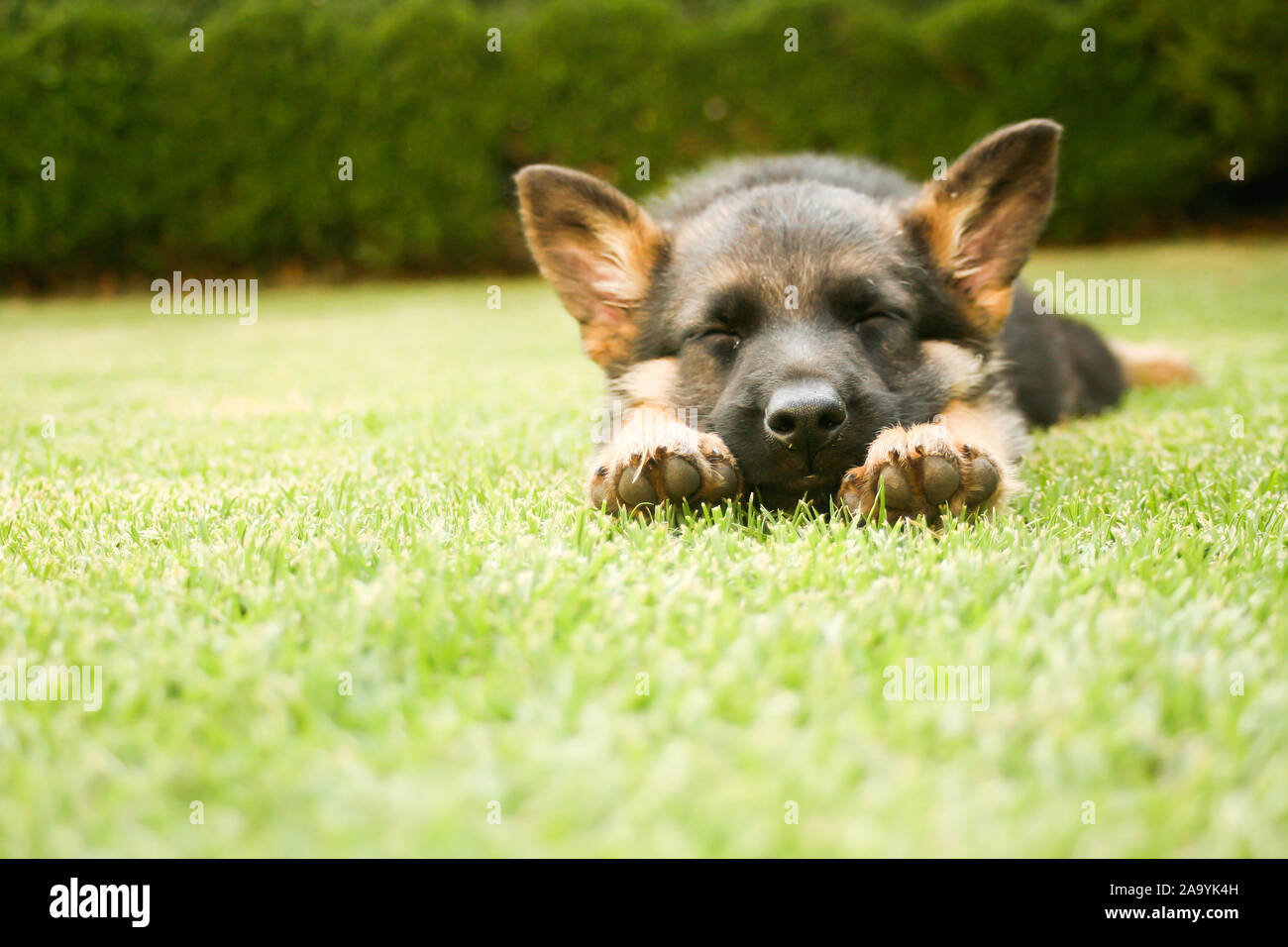 Chiot berger allemand se détendre sur une chaude journée d'été Banque D'Images