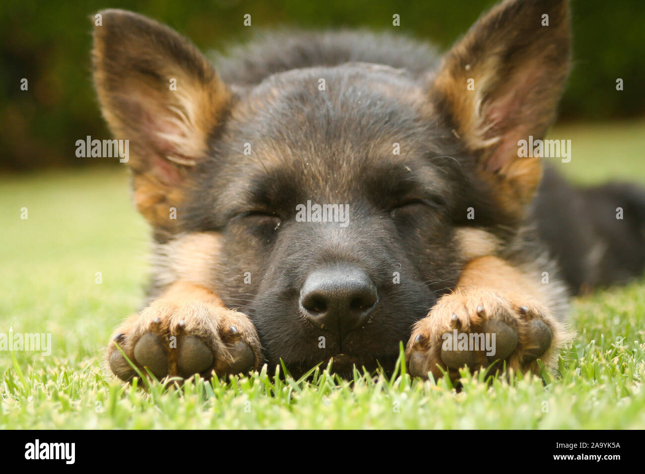Chiot berger allemand dormir sur une chaude journée d'été Banque D'Images