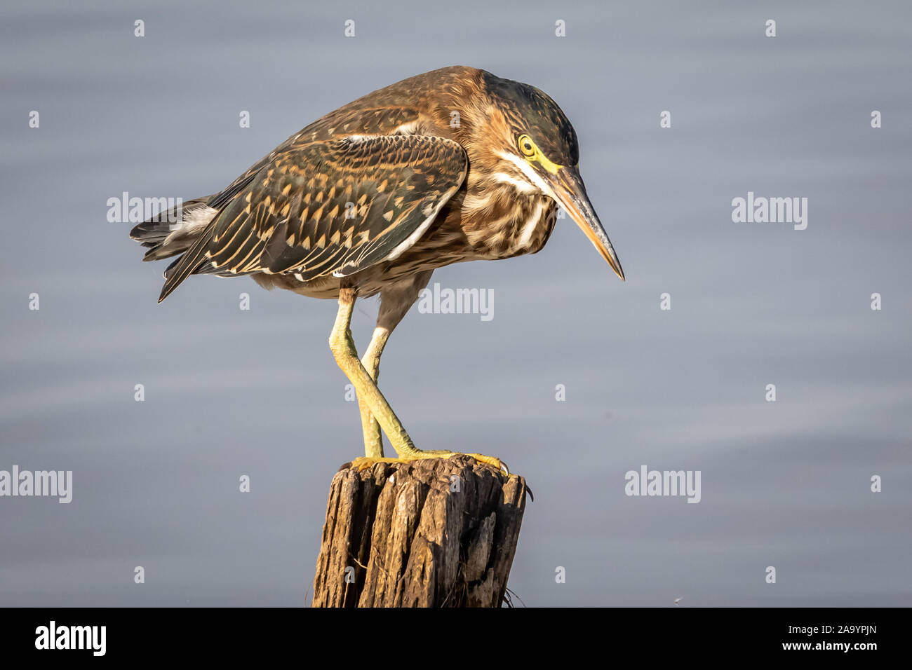 Un jeune héron vert (Butorides virescens) sur un poste près de la rive du lac Hefner à Oklahoma City Banque D'Images