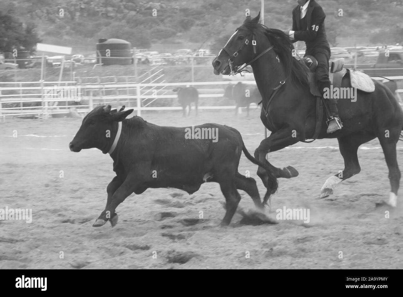 Quertaro, Mexique, décembre.03. 2006 : à Queretaro county fair A Medellin avec veau mâle. Banque D'Images