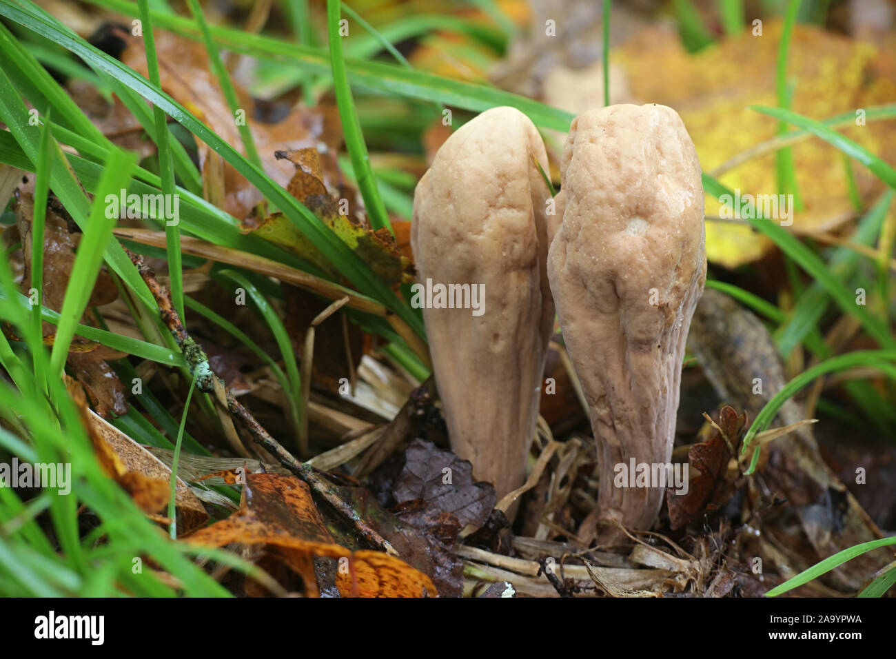 Clavariadelphus pistillaris, connu sous le nom de Club géant champignon, considérés comme des aliments fonctionnels en raison de sa très forte activité antioxydante Banque D'Images Clavariadelphus pistillaris, connu sous le nom de Club géant champignon, considérés comme des aliments fonctionnels en raison de sa très forte activité antioxydante Banque D'Images
